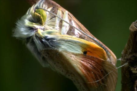 Picture 7 of The moment of the butterfly worm is rare