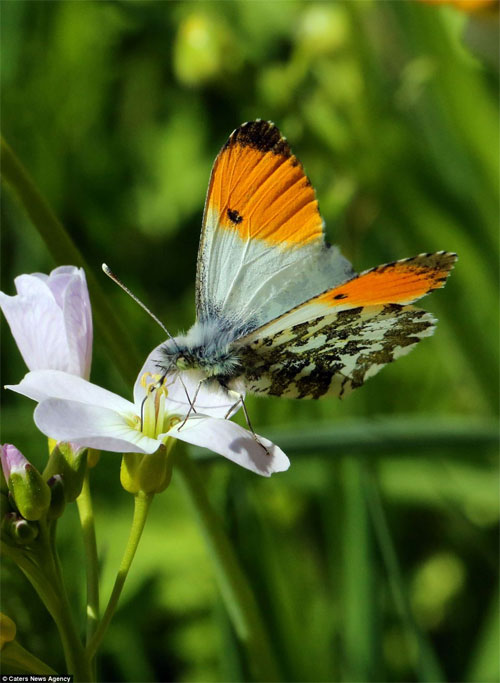 Picture 8 of The moment of the butterfly worm is rare
