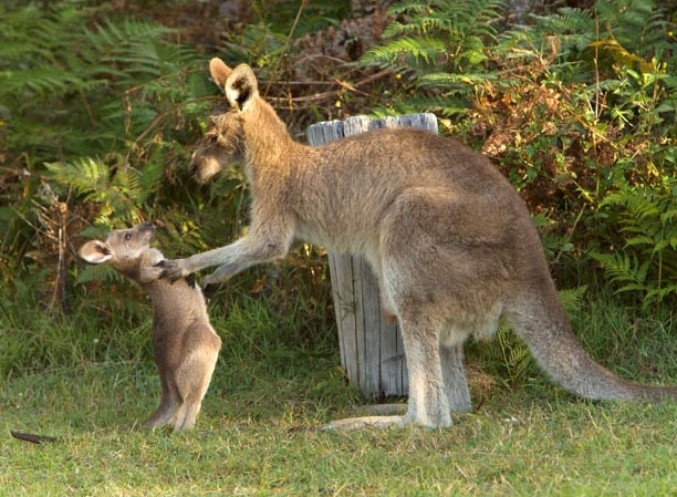 Picture 2 of The moment of 'unable to stop laughing' of animals