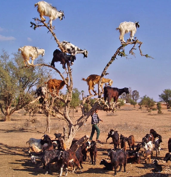 Picture 4 of The moment of 'unable to stop laughing' of animals