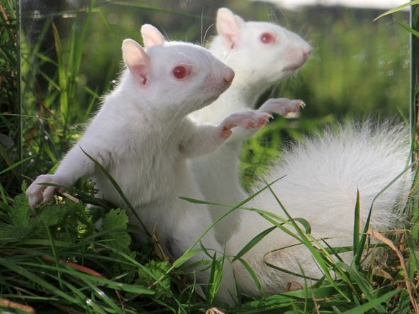 Picture 6 of The moment of 'unable to stop laughing' of animals