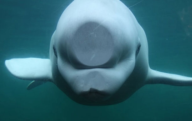 Picture 8 of The moment of 'unable to stop laughing' of animals