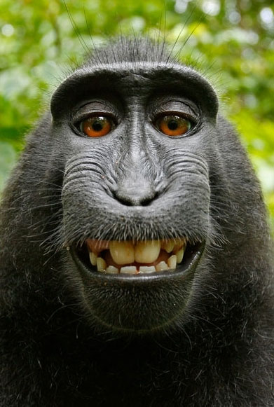 Picture 9 of The moment of 'unable to stop laughing' of animals