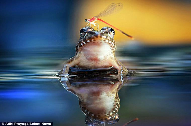 Picture 1 of The moment the dragonfly