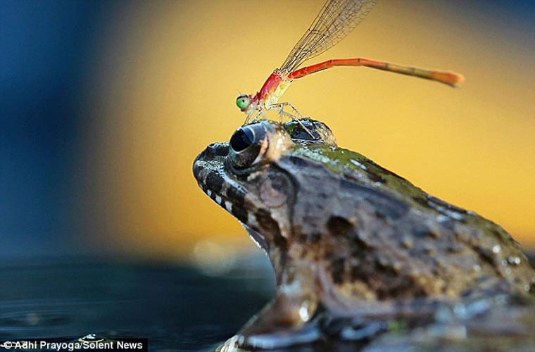 Picture 2 of The moment the dragonfly