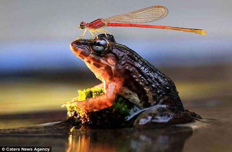 Picture 3 of The moment the dragonfly
