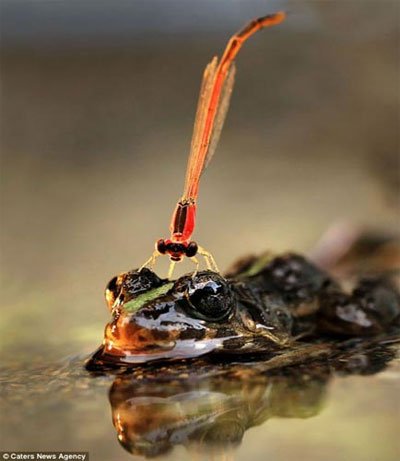 Picture 5 of The moment the dragonfly