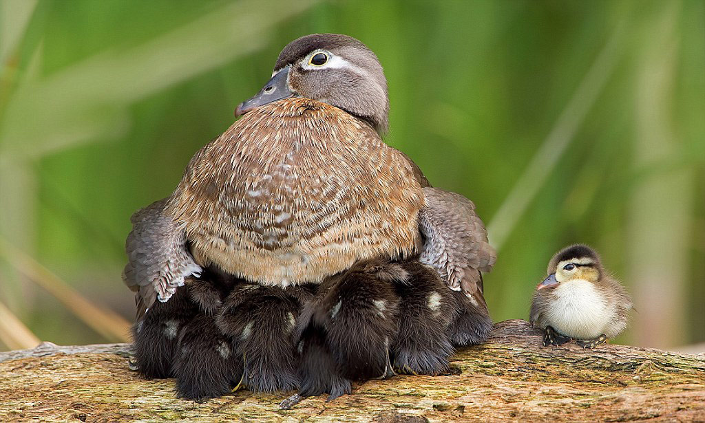 Picture 12 of The moment the parents take care of their children, they are very touched