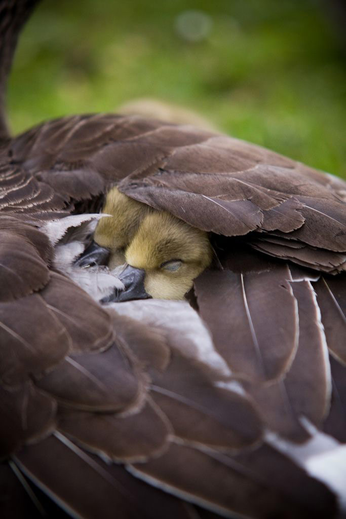 Picture 13 of The moment the parents take care of their children, they are very touched