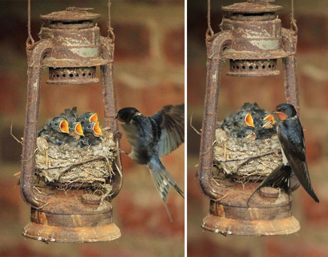 Picture 14 of The moment the parents take care of their children, they are very touched