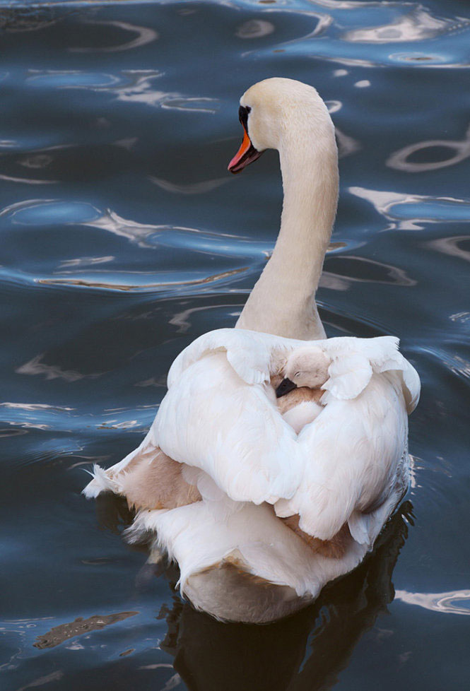 Picture 16 of The moment the parents take care of their children, they are very touched