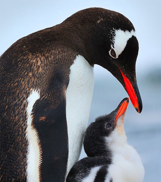 Picture 17 of The moment the parents take care of their children, they are very touched