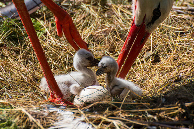 Picture 18 of The moment the parents take care of their children, they are very touched