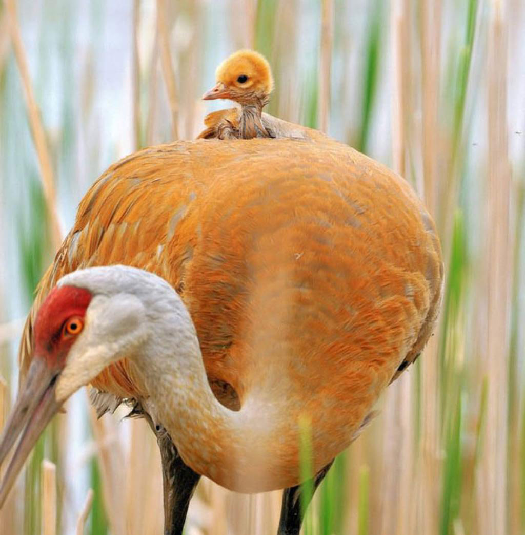Picture 19 of The moment the parents take care of their children, they are very touched