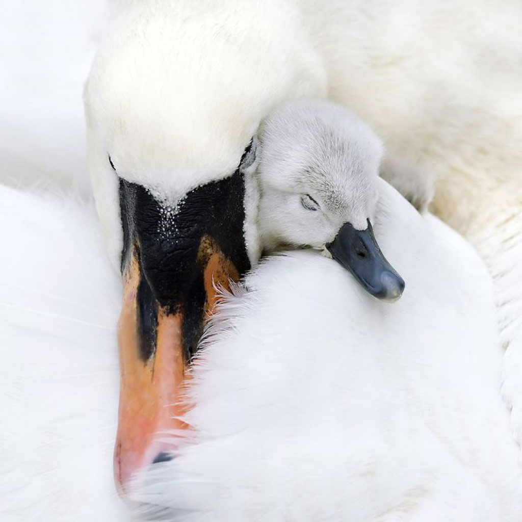 Picture 5 of The moment the parents take care of their children, they are very touched