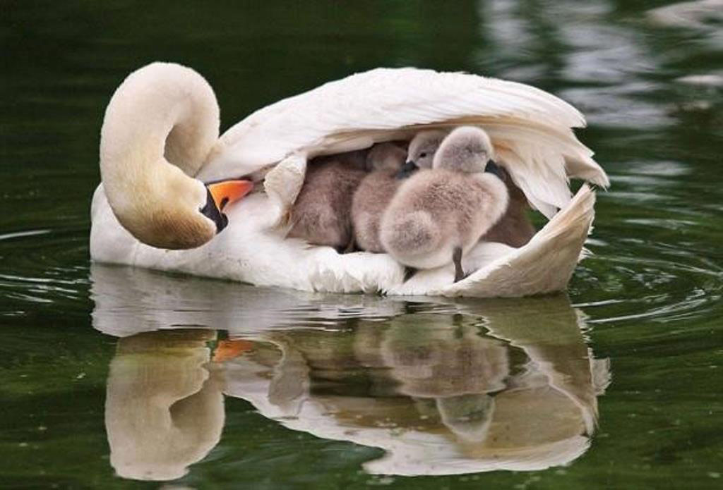 Picture 7 of The moment the parents take care of their children, they are very touched