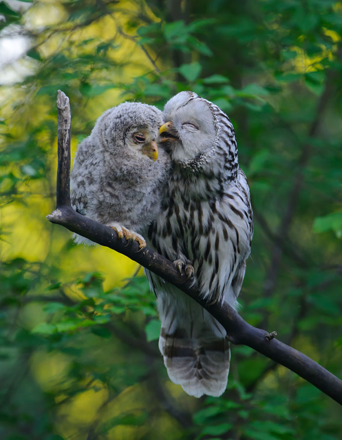 Picture 8 of The moment the parents take care of their children, they are very touched