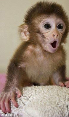 Picture 2 of The monkey has a mother and a father