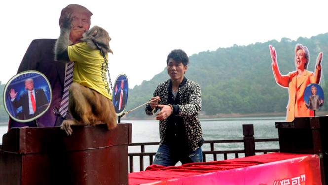 The monkey 'prophet' predicted Donald Trump to win the US President images 1