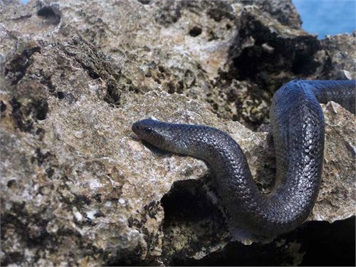 Picture 4 of The 'monsters' in the sea