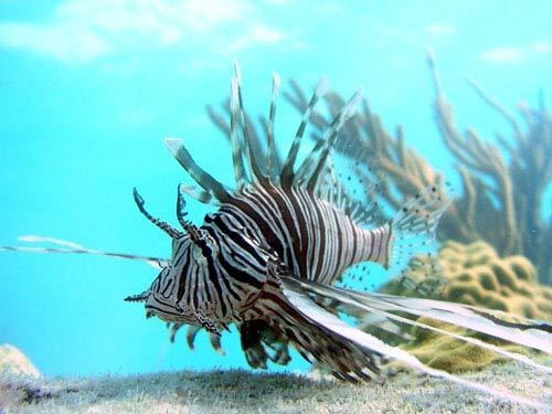 Picture 5 of The 'monsters' in the sea