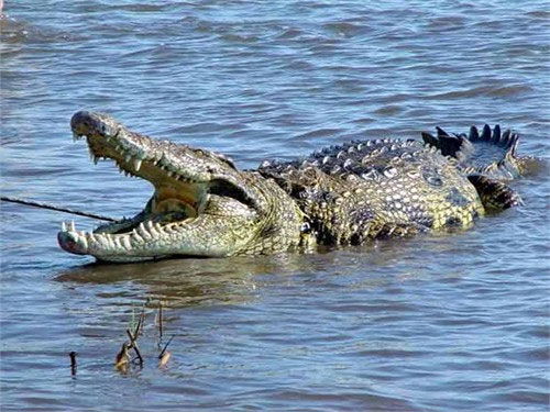 Picture 6 of The 'monsters' in the sea