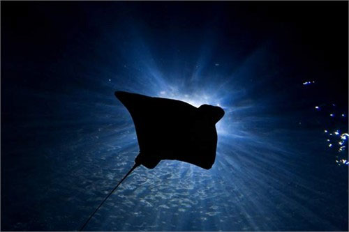 Picture 7 of The 'monsters' in the sea