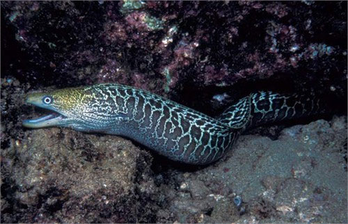 Picture 9 of The 'monsters' in the sea