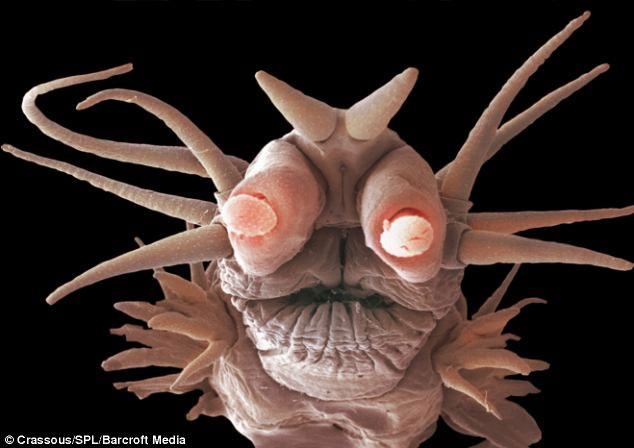 Picture 1 of The 'monsters' of the ocean