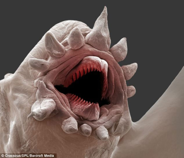 Picture 2 of The 'monsters' of the ocean