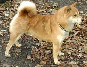 Picture 1 of The more angry the dog, the easier it is for the owner to commit crimes