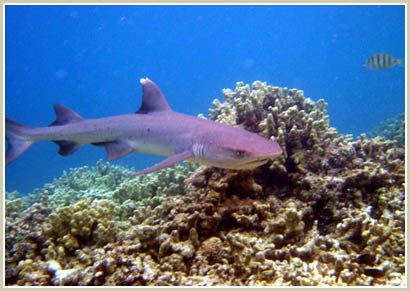 The more salty the sea, the less blood sharks are images 1
