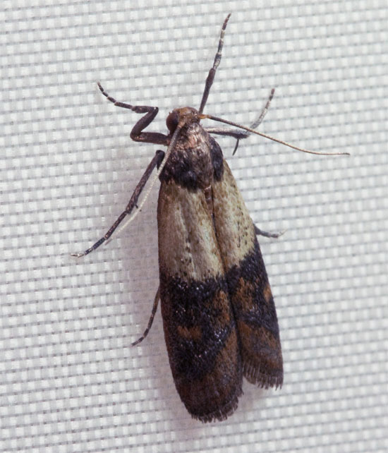 The more that story is, the more miserable insects are images 1
