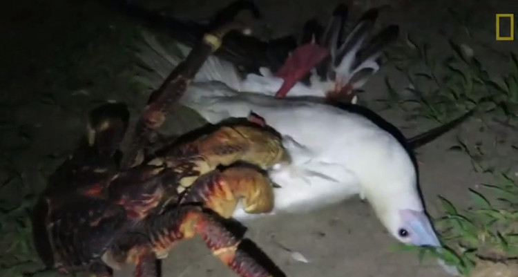 Picture 1 of The more the crab snapped, the more crazy birds were sleeping
