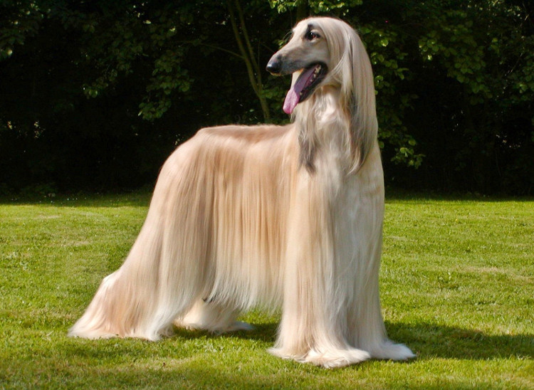 Picture 4 of The most about dogs in the world