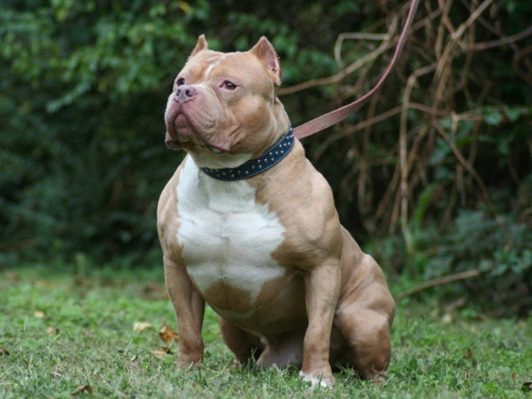 Picture 5 of The most about dogs in the world
