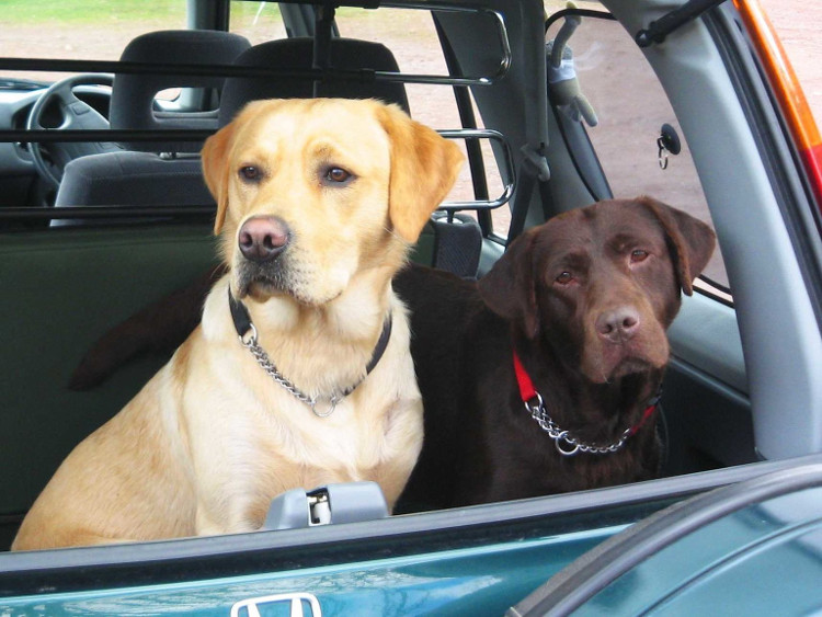 Picture 6 of The most about dogs in the world