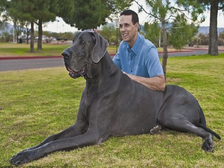 Picture 7 of The most about dogs in the world