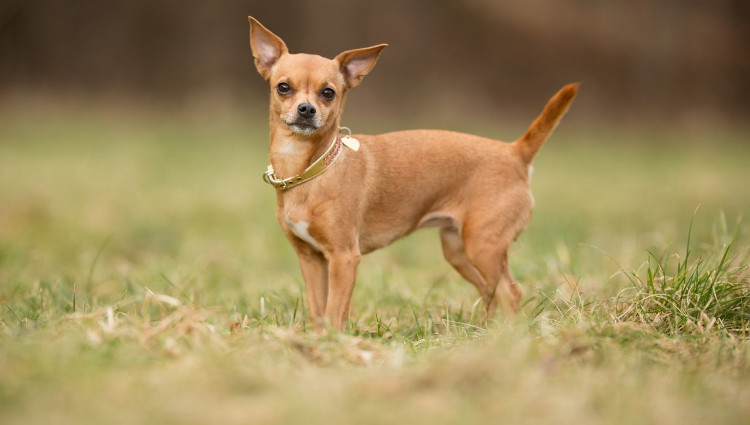 Picture 8 of The most about dogs in the world