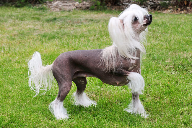 Picture 9 of The most about dogs in the world