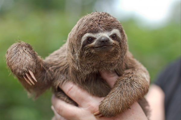 Picture 1 of The most abundant evolutionary traits in the biological world