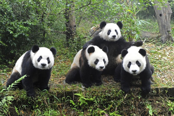 Picture 3 of The most abundant evolutionary traits in the biological world