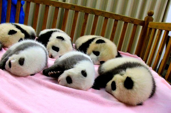 Picture 1 of The most adorable animal pictures in 2012