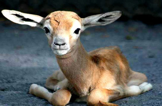 Picture 10 of The most adorable animal pictures in 2012