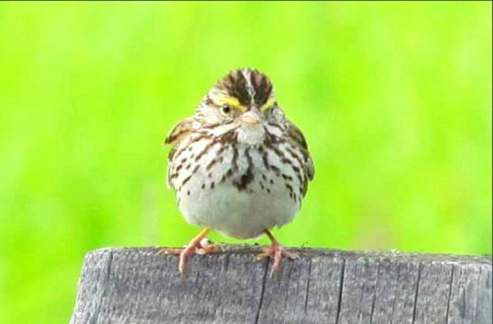 Picture 11 of The most adorable animal pictures in 2012