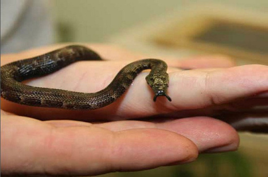 Picture 12 of The most adorable animal pictures in 2012