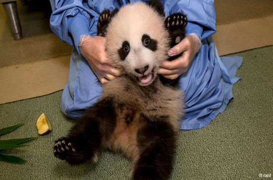 Picture 14 of The most adorable animal pictures in 2012