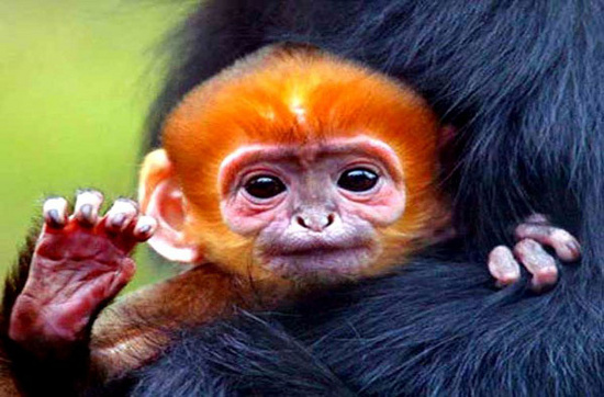 Picture 2 of The most adorable animal pictures in 2012