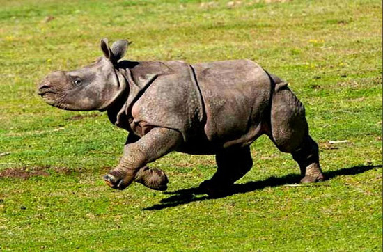 Picture 3 of The most adorable animal pictures in 2012