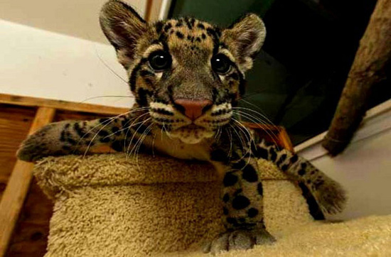 Picture 4 of The most adorable animal pictures in 2012